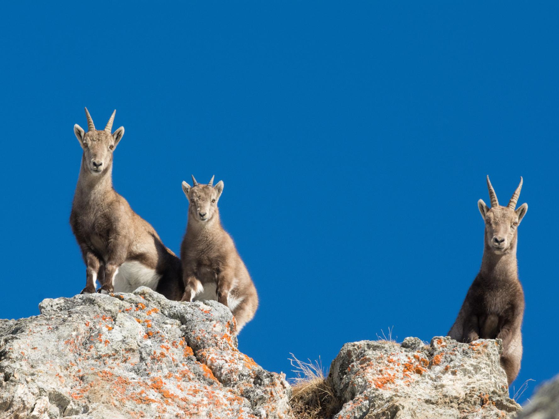 Chamois sur les rochers
